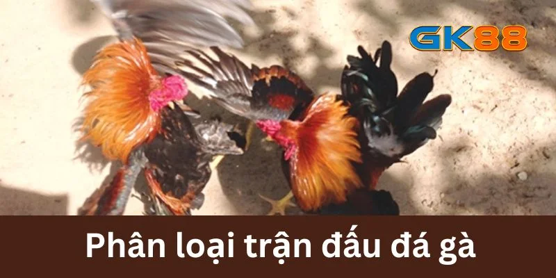 Phân loại trận đấu đá gà