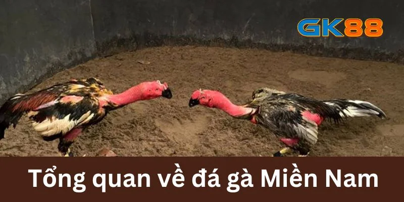 Tổng quan về đá gà Miền Nam