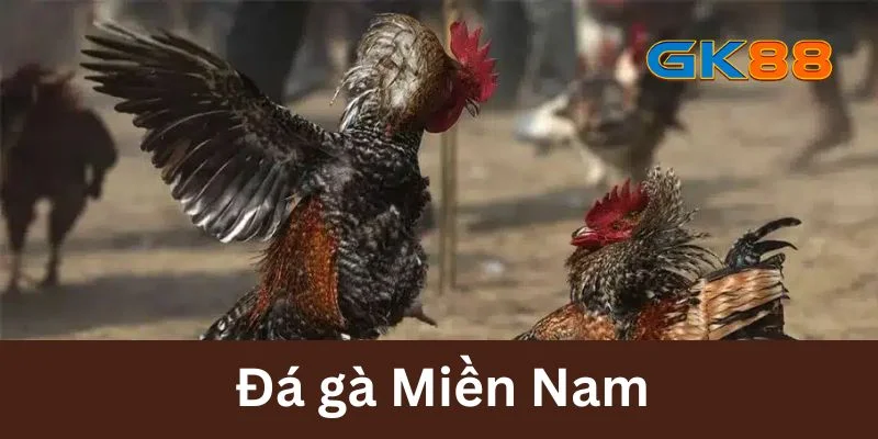 Đá Gà Miền Nam - Luật Lệ Quy Tắc Trong Trường Gà Tại GK88